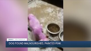 South Euclid police investigating after malnourished dog found painted pink