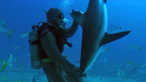Diver Puts Sharks Into A Trance