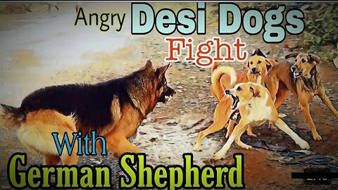 Desi Dogs Vs German Shepherd Fight dog 🐕 Fight Close Encounter 😉