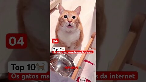 Top 10, os Gatos mais escandalosos da Internet, 📺 #memes #cat #brasil #viral #shorts #meme #gatos