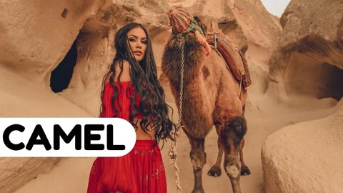 #kolinsky • Camel in the Desert Chewing