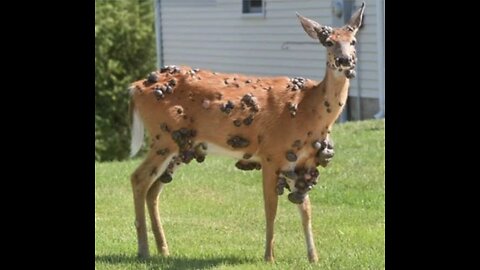 Poor deer is covered in warts | very sad