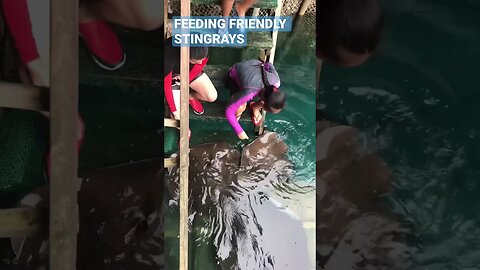 Stingrays at Surigao. Friendly and Interesting. #fyp #viralvideos #animals #seacreatures