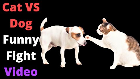 Cat VS Dog Funny Fight Video