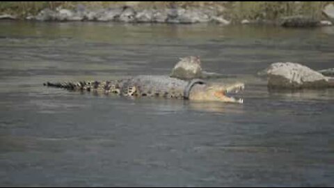 Un croco coincé dans un pneu depuis 2 ans!