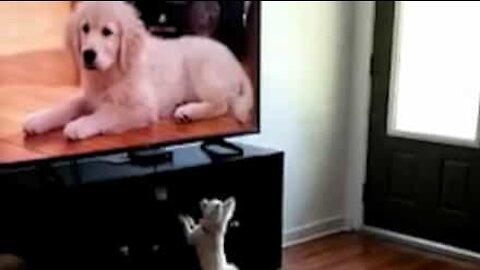 Ce chihuahua jouerait bien avec les chiens de sa télé