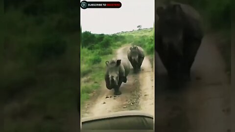 Two Rino chasing a safari car