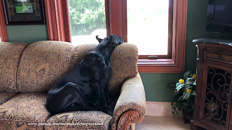 Comfy Great Danes Make Great Watch Dogs