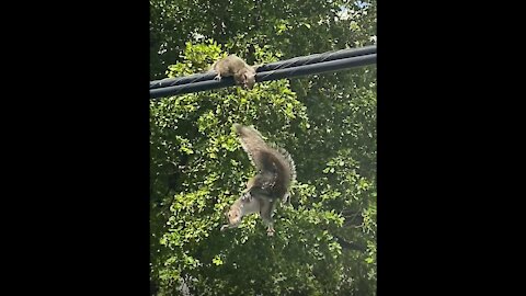 Squirrel pushes another squirrel off the ropes