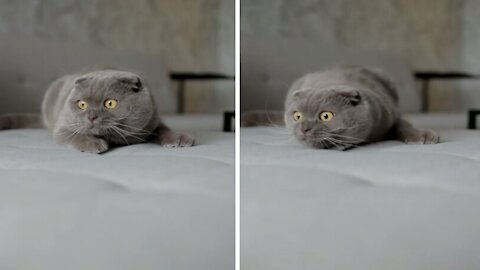 Cute grey cat looks nervous, as if she is hiding a secret !
