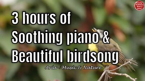 Soothing music with piano and birds singing for 3 hours, music that boost positive energy