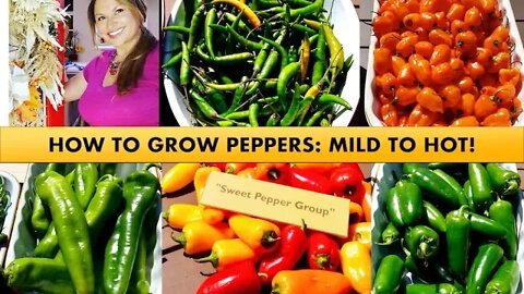 HOW TO GROW PEPPERS STEP BY STEP FOR BEGINNERS
