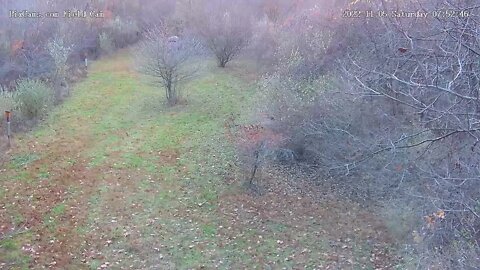 Buck makes scrape on Field Cam 11/5/2022