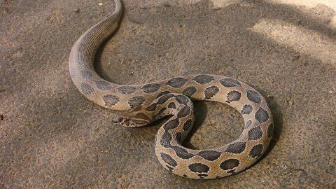 Wildlife most dangerous snake, must watch full video