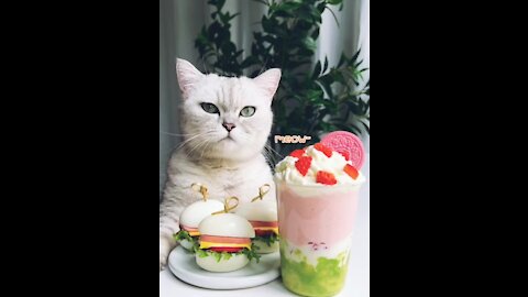 Funny Cats 🐱 Cat Cooking Foods Funny Video