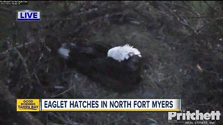 One of two baby eagles have hatched in Southwest Florida, Eagle Cam watch continues