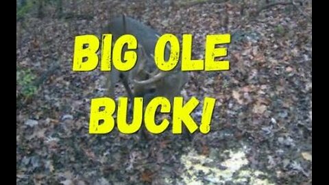 Big Buck Makes an Appearance (During Deer Season) #hunting #hunt #deerhunting #deercam #deerhunt