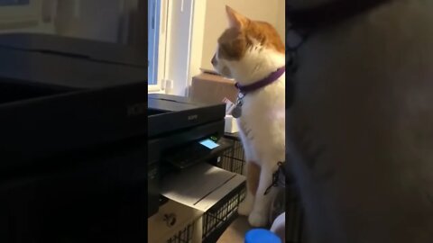 Cat vs Scanner | Cute funny cat really got scared by scanner