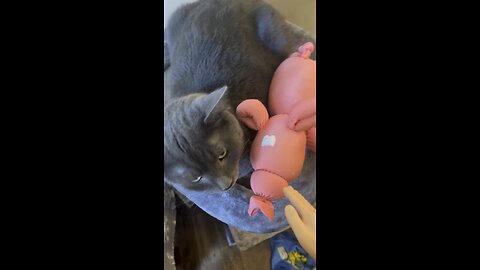 Wednesday whiskers with a pink balloon animal stuffed pig and featuring Kevin Cakes and a kitty