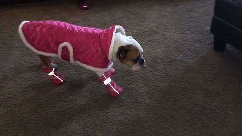 Bulldog Learns To Walk With Shoes