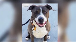 Pet of the Week for March 1