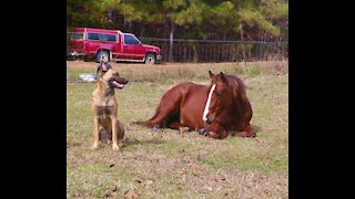 Dog and colt relax in the pasture together