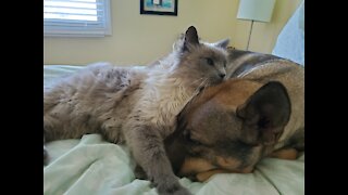 Adorable Belgian Malinois Napping with Ragdoll Cats Tail Keeping Him Cozy