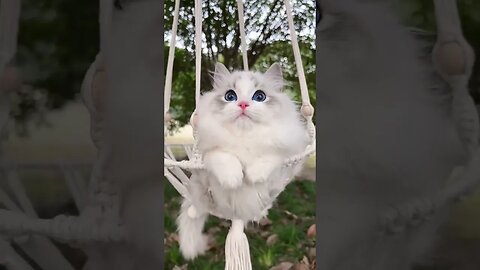 So Cute Cat 🥰🐱😽|| #16 #shorts #shortsfeed #youtubepets_&_animals