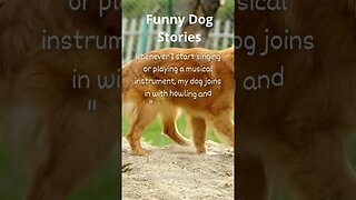 Hilarious Dog Moments: Laughter Guaranteed! 20