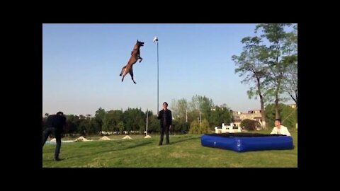 Belgian Shepherd Dog Training: The Best Malinois Dog Jumping and Climbing walls and (: