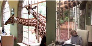 Giraffes eat breakfast with hotel guests