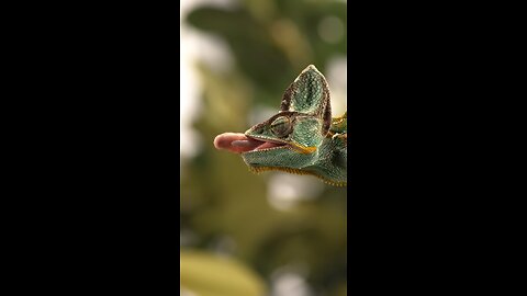 incredible chameleone tongue !!# slowmotion