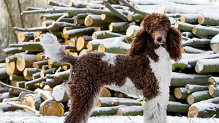 12 Fun and Furry Facts on the Poodle | Rare Animals