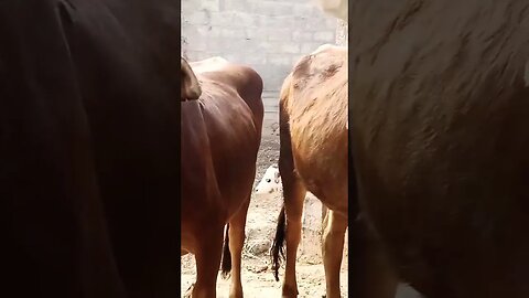 #cow #cattle #village #villagelife #subscribe #beautifultravel #viral #eid2023 #trending #ytshorts