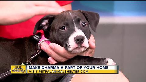 Pet of the week: Dharma is a special puppy needing a loving home after having leg amputated