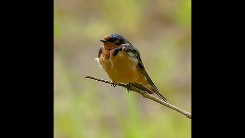 Barn Swallow (Nature: Ridgefield, WA) GAIA Loves You!