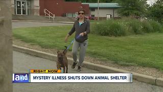 Cuyahoga County Animal Shelter temporarily closed after several animals die from illness