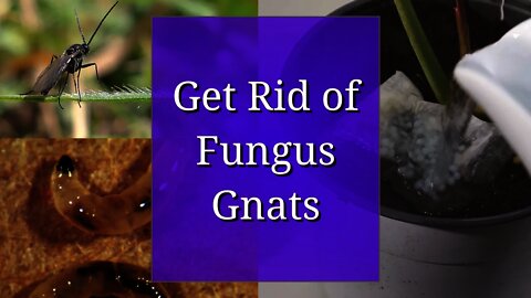 Get Rid of Fungus Gnats - for Propagation and Houseplants
