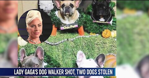 Lady Gaga Offers $500,000 Dollar Reward After Dog Walker Shot, Two Dogs Stolen