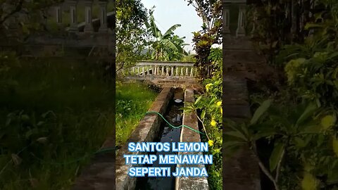 VEGETASI FAVORITNYA TAWON / LEBAH KLANCENG.. BIKIN MADU SEMAKIN MELIMPAH.. #shortvideo#vegetasitawon