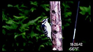 Special Visitor on the Log #nature #birds