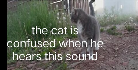 the cat is confused when he hears this sound