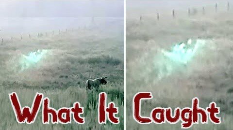 This Rancher Noticed This On His Trail Camera Next To His Cattle But Couldn't Explain What It Caught