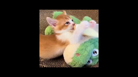 Funny Animal Videos 2023 - Cuttiest Animal Videos #funny 😂 #cute ❤