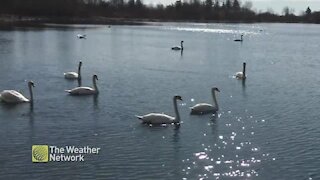 A ballet of swans peacefully drift across Lake Ontario