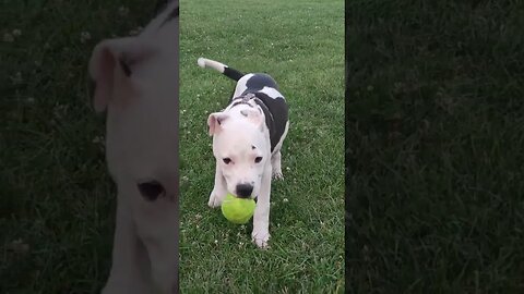 When I was puppy and now at 10 months 😍 #amstaff #shortvideo #viral #pittbull #amstafflove