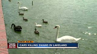 City of Lakeland evaluates traffic safety after 5 swan deaths