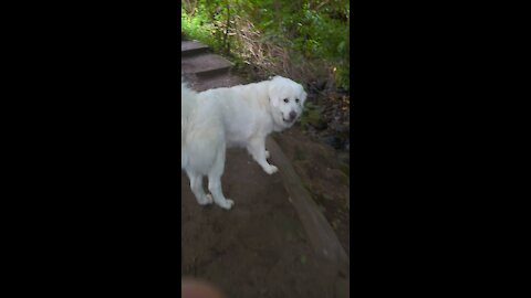 Polish Tatra sheepdog enjoying playing in Scottish mountain