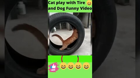 cute cat play with dog and Tire🤣😂🤣|#shorts #cute #catvideo #youtubeshorts #viralvideo #catanddog