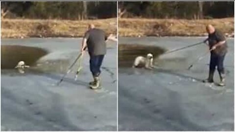 Un chien tombé dans un lac gelé mord sur une corde pour s'en sortir